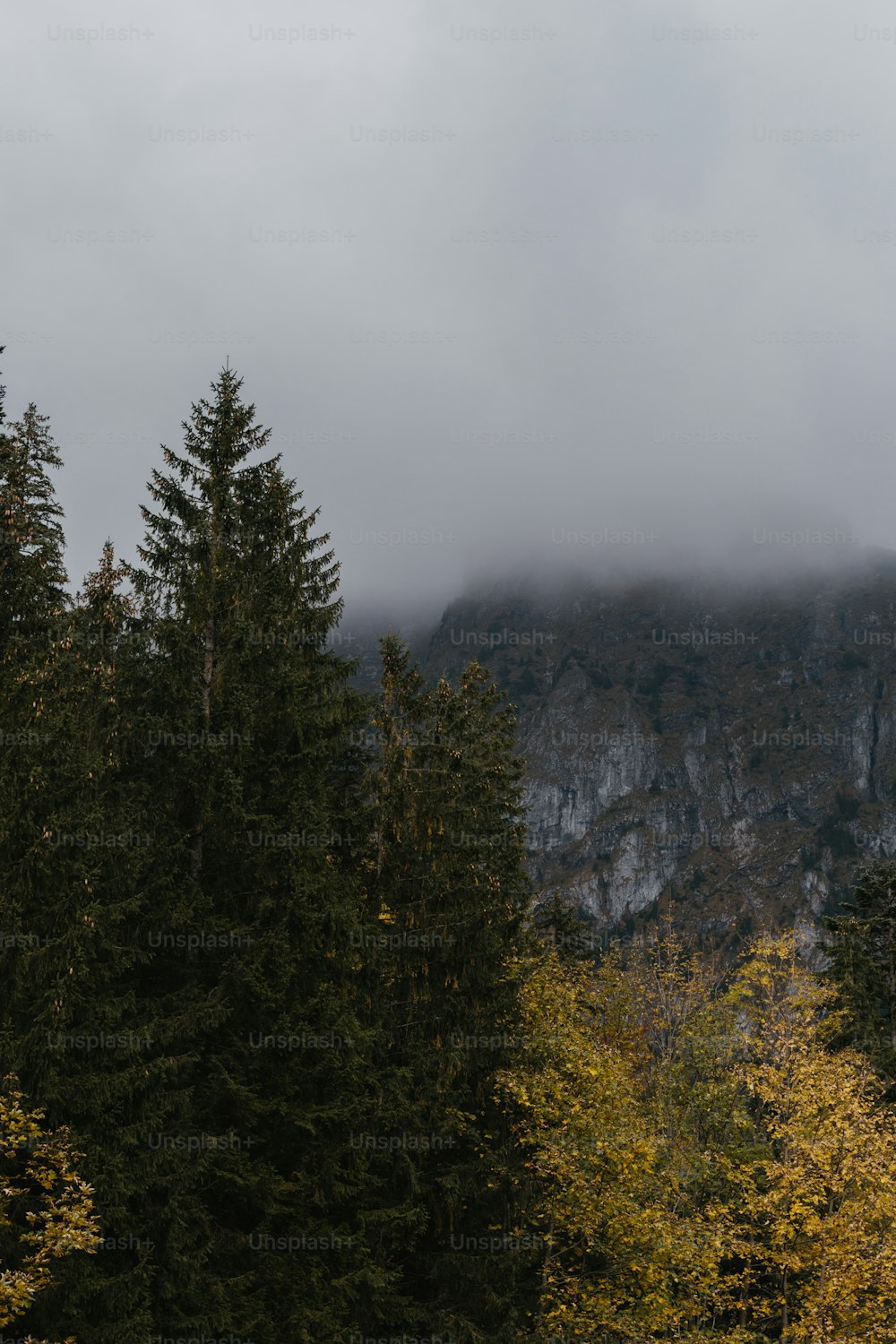 a forest with a mountain in the background