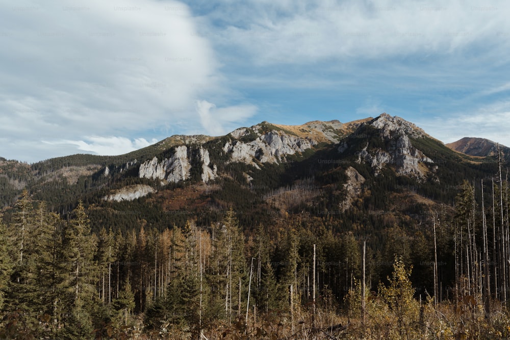 Una vista de una cadena montañosa con árboles en primer plano