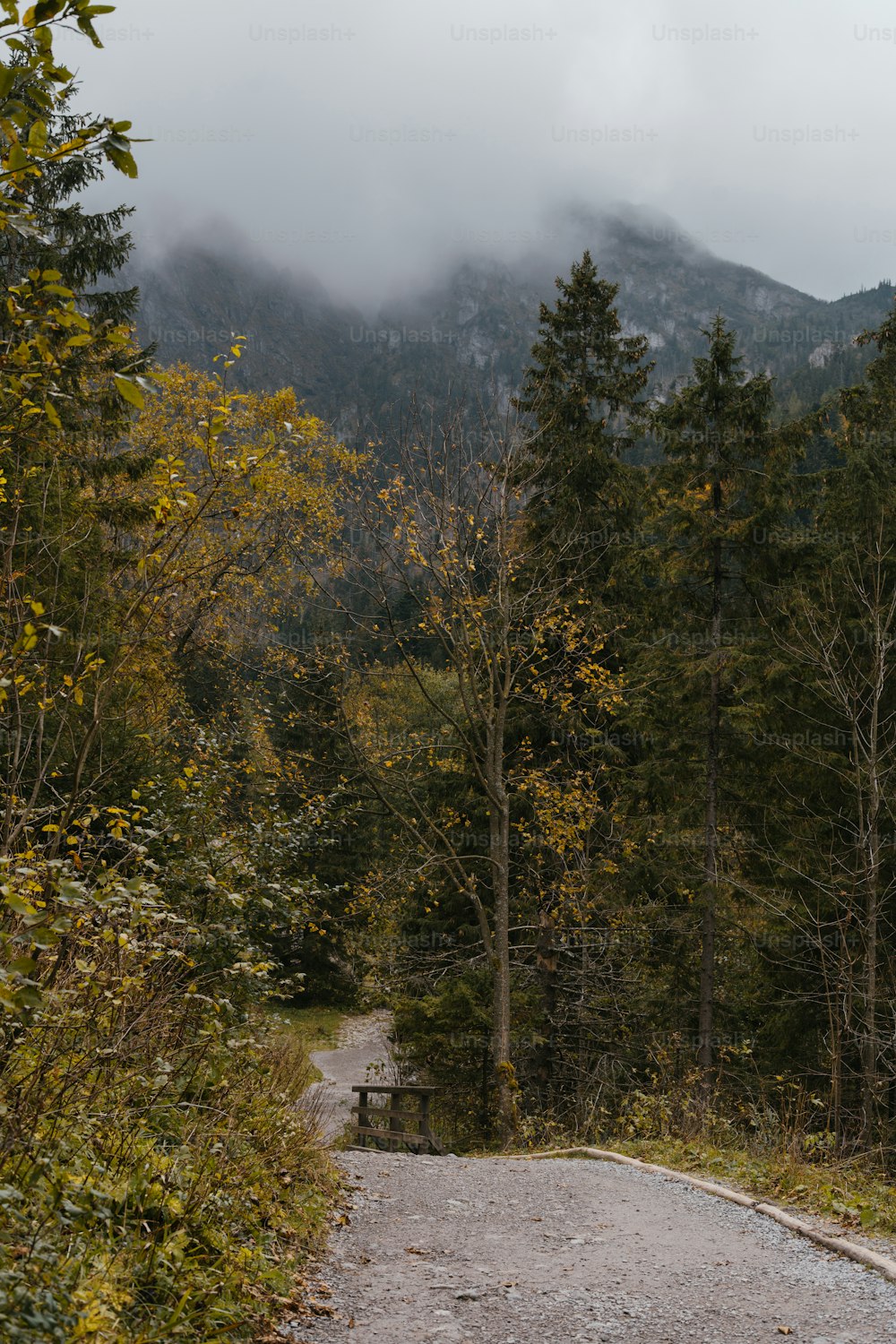 a dirt road in the middle of a forest