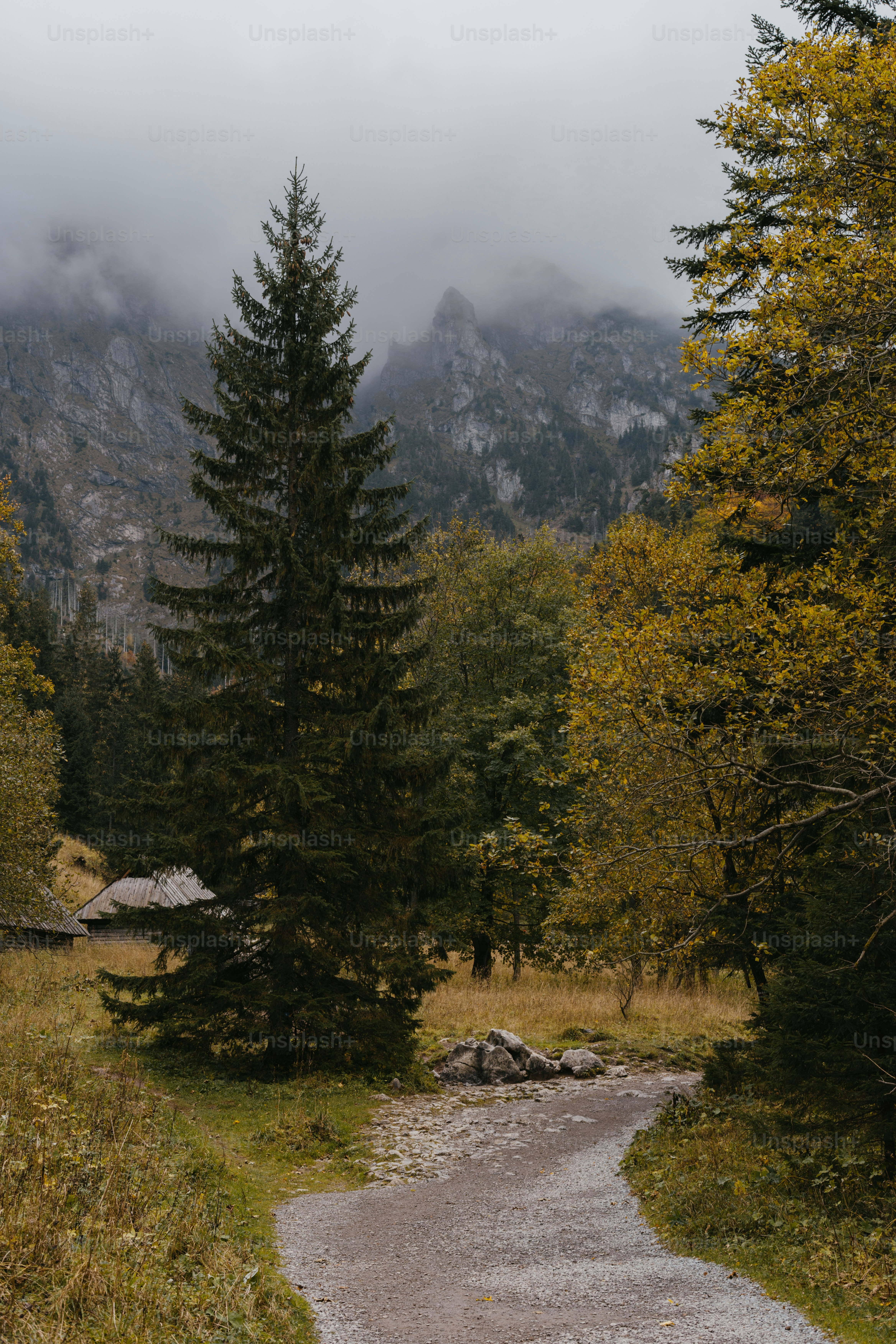 a dirt path in the middle of a forest