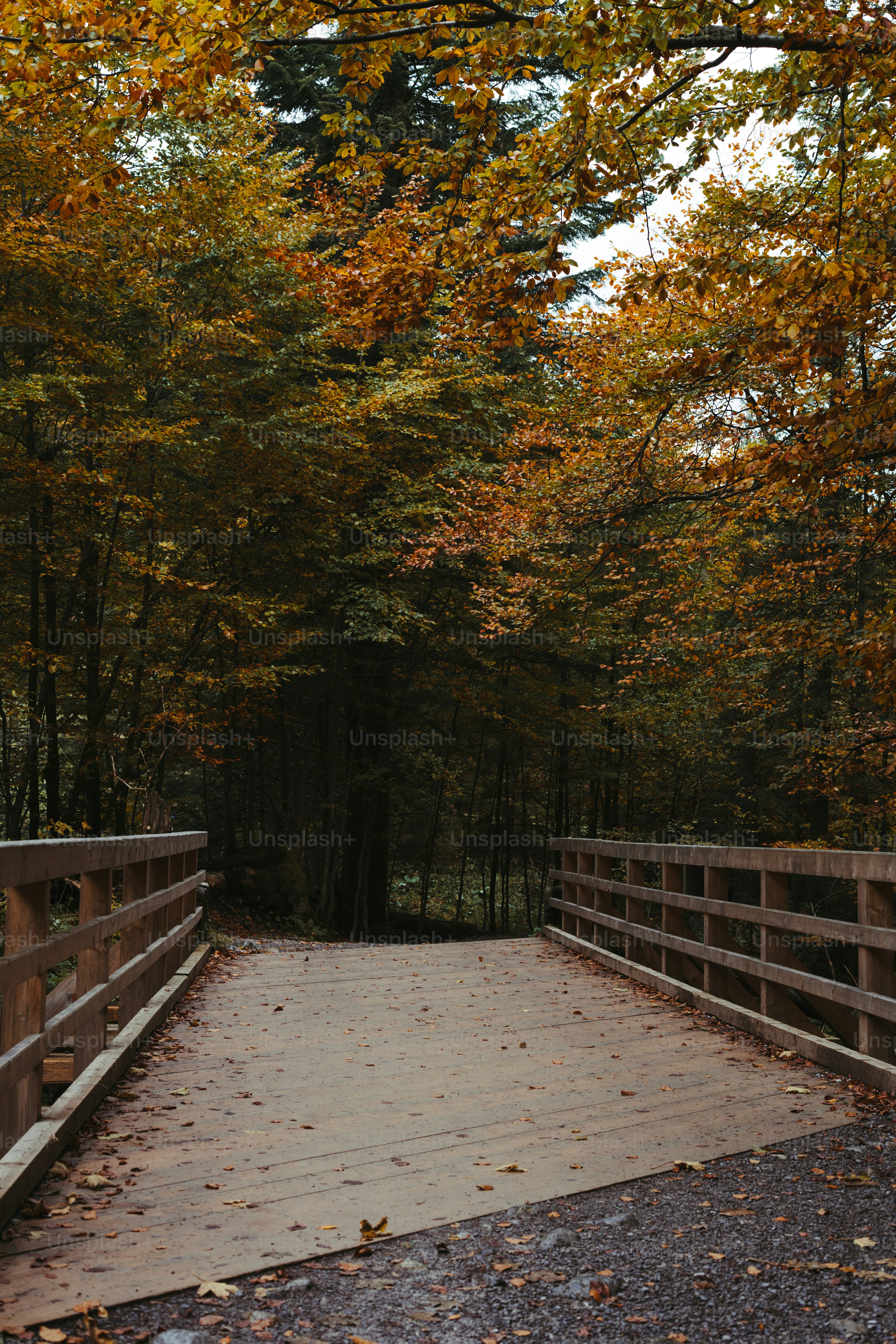 a wooden bridge surrounded by lots of trees