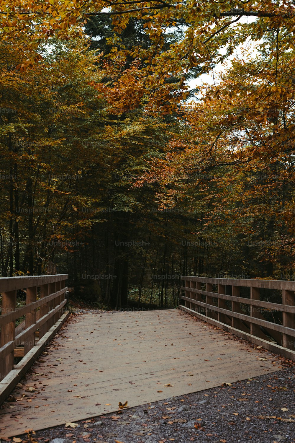 eine Holzbrücke, umgeben von vielen Bäumen