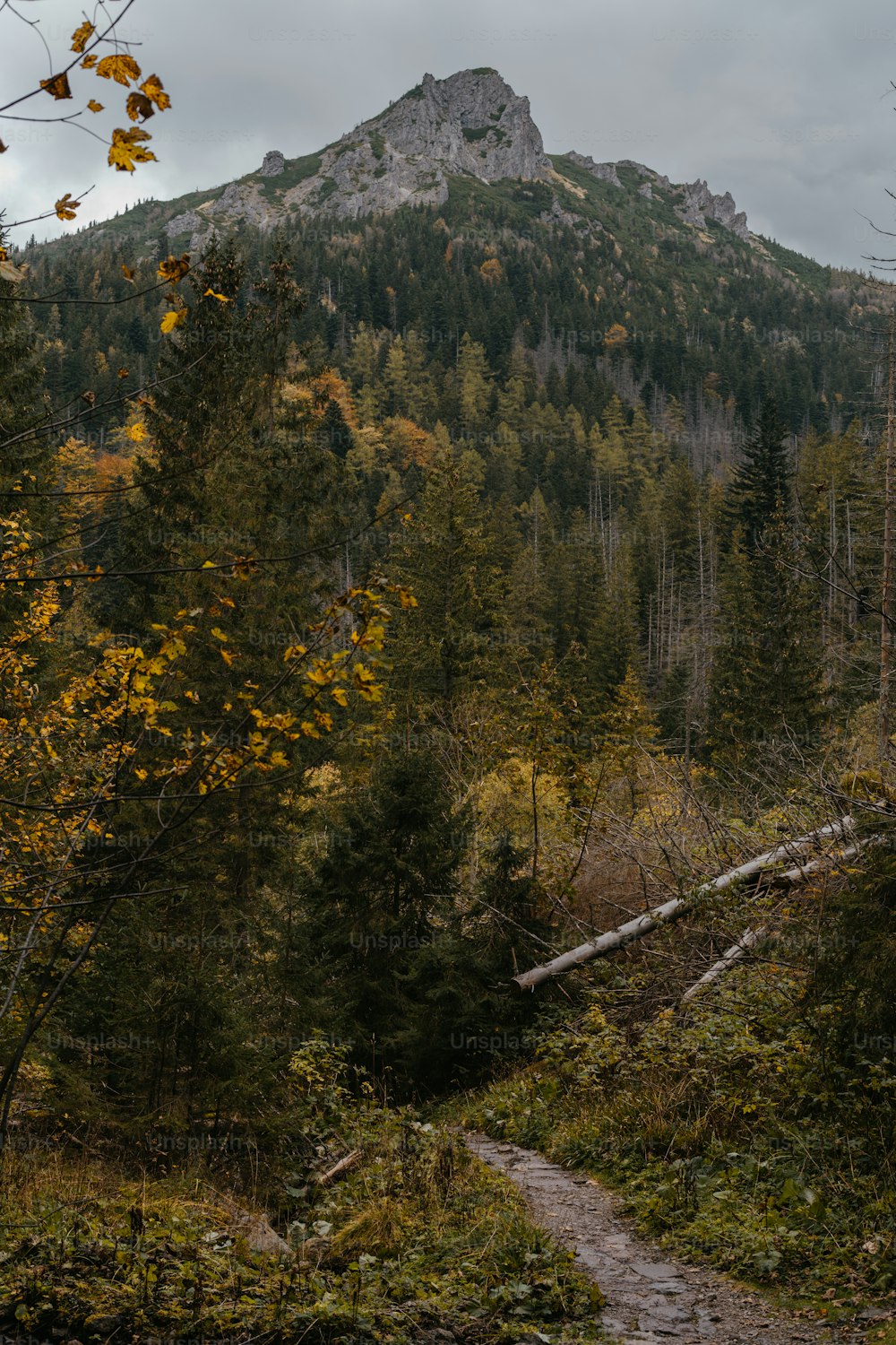 ein Pfad im Wald mit einem Berg im Hintergrund