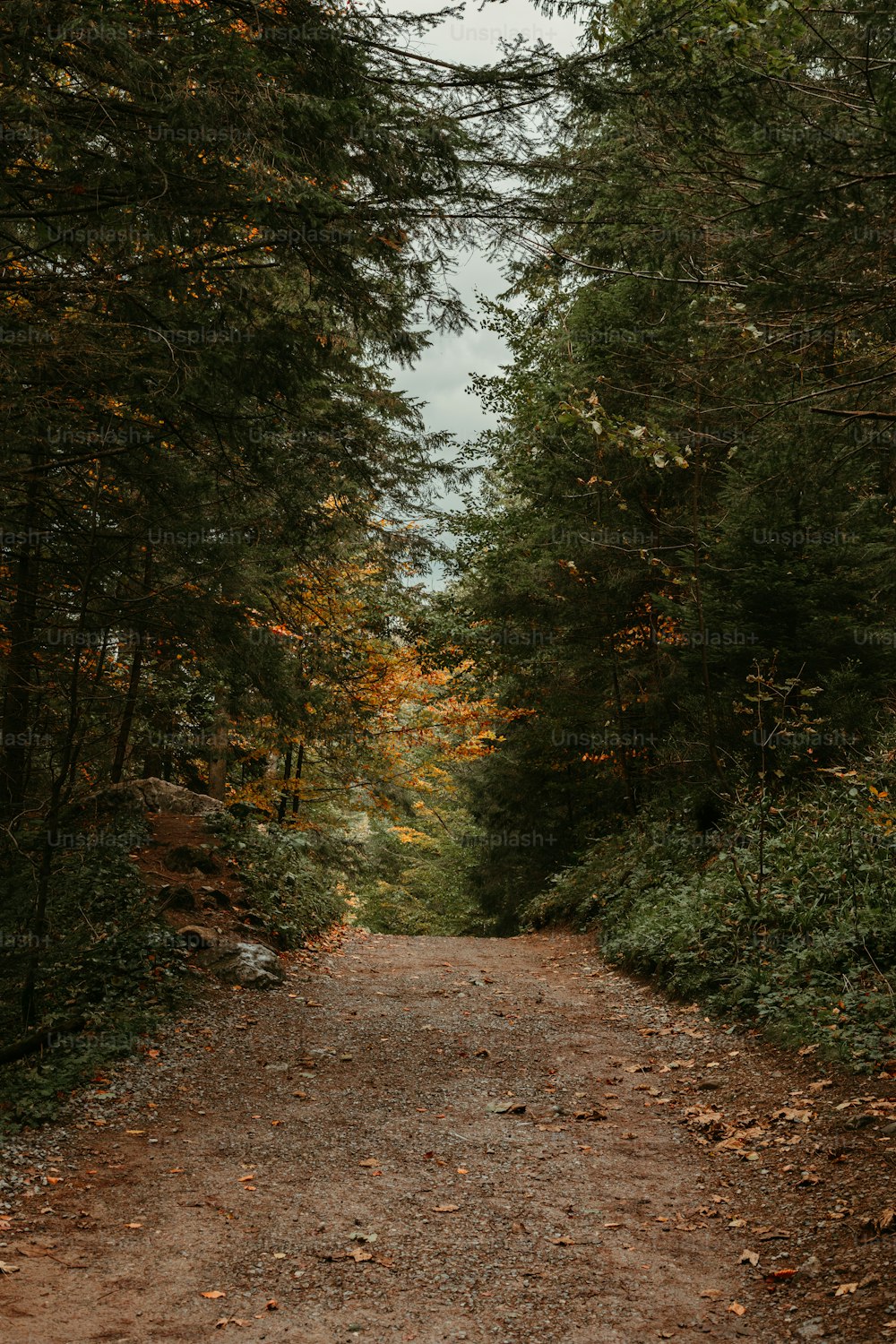 a dirt road in the middle of a forest