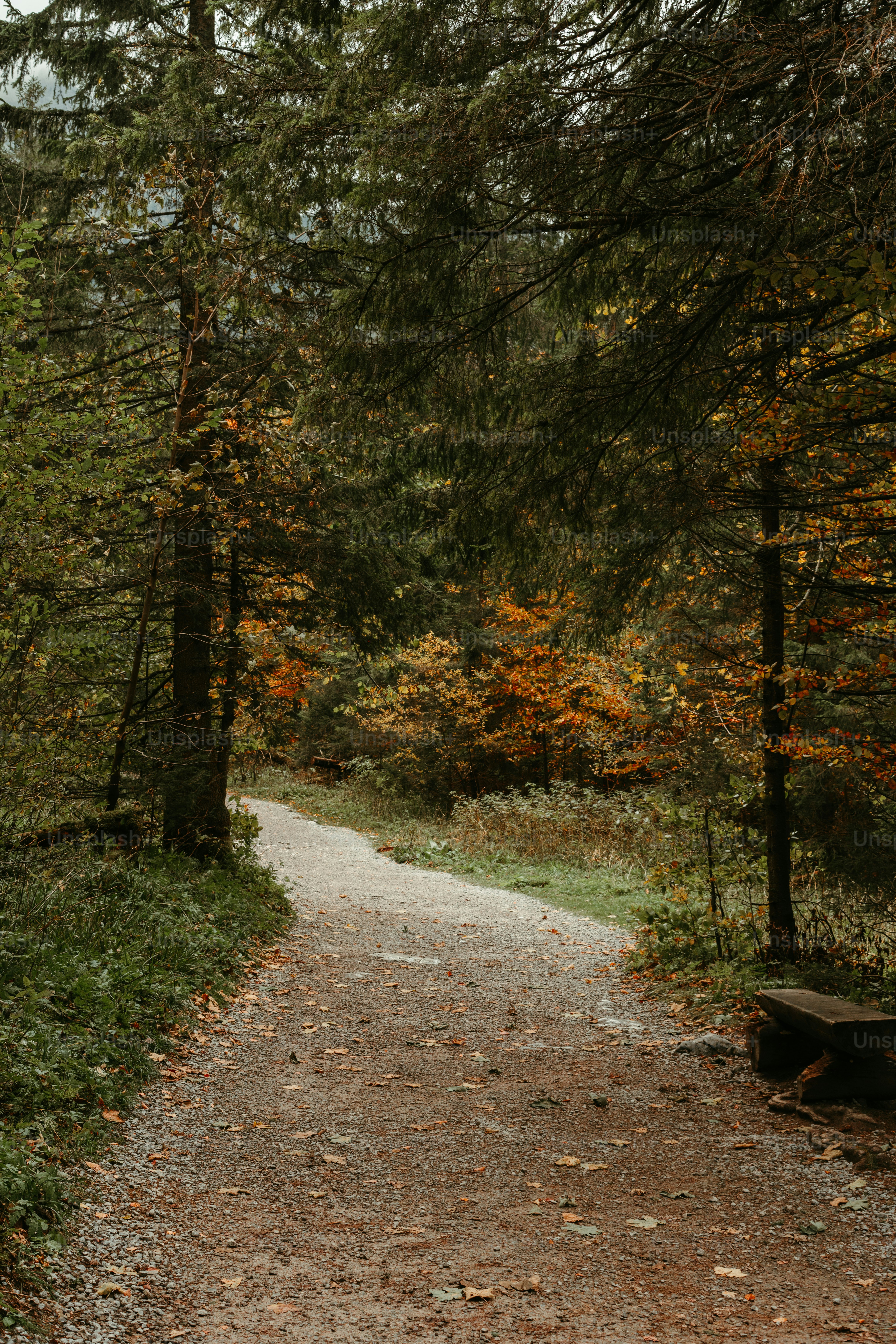 a path in the woods with a bench on the side