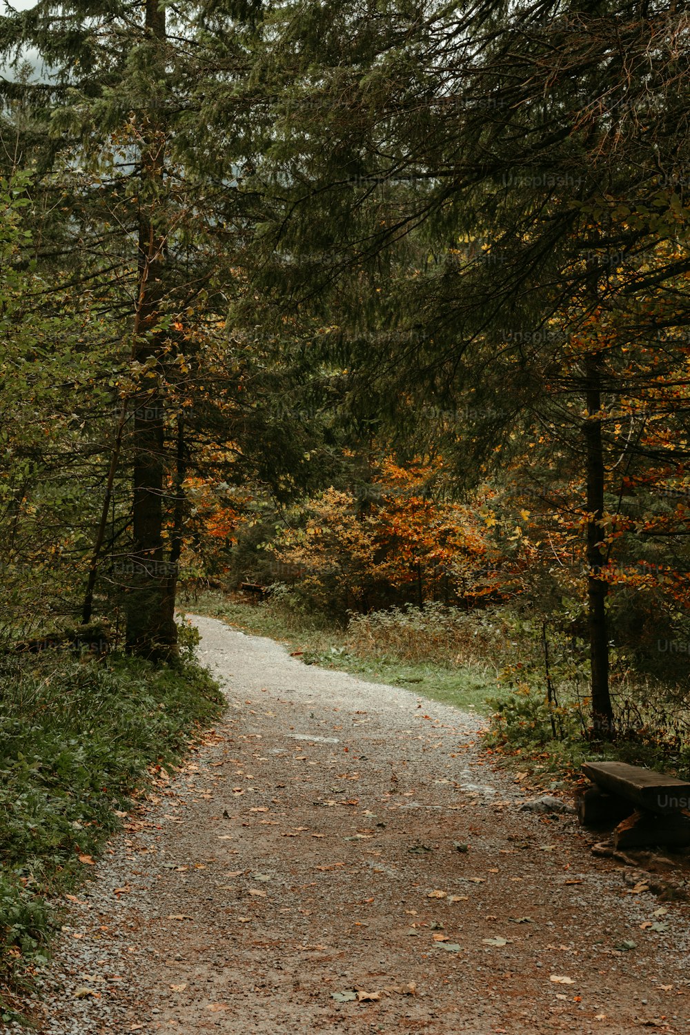 ein Weg im Wald mit einer Bank an der Seite
