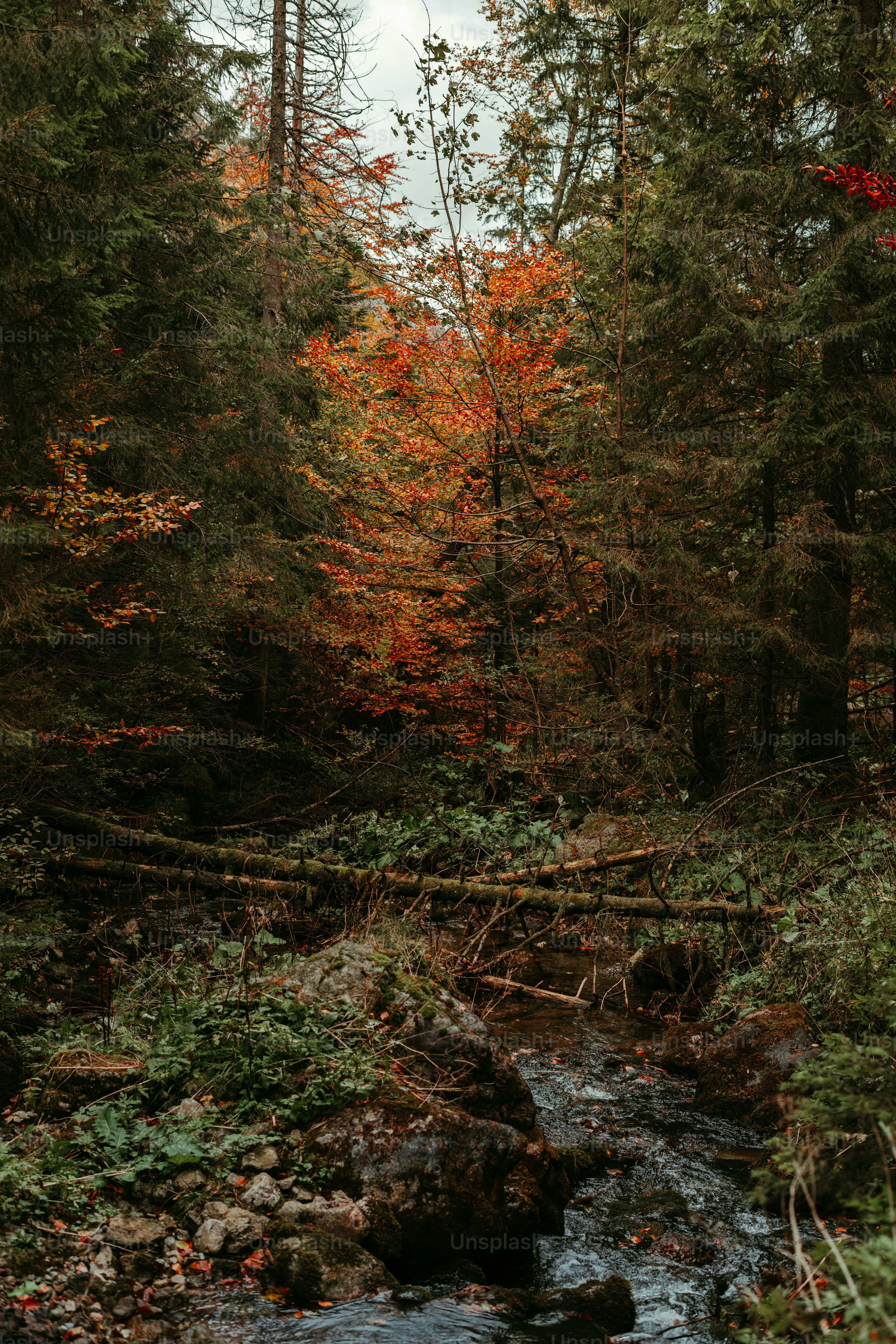 a stream running through a forest filled with lots of trees