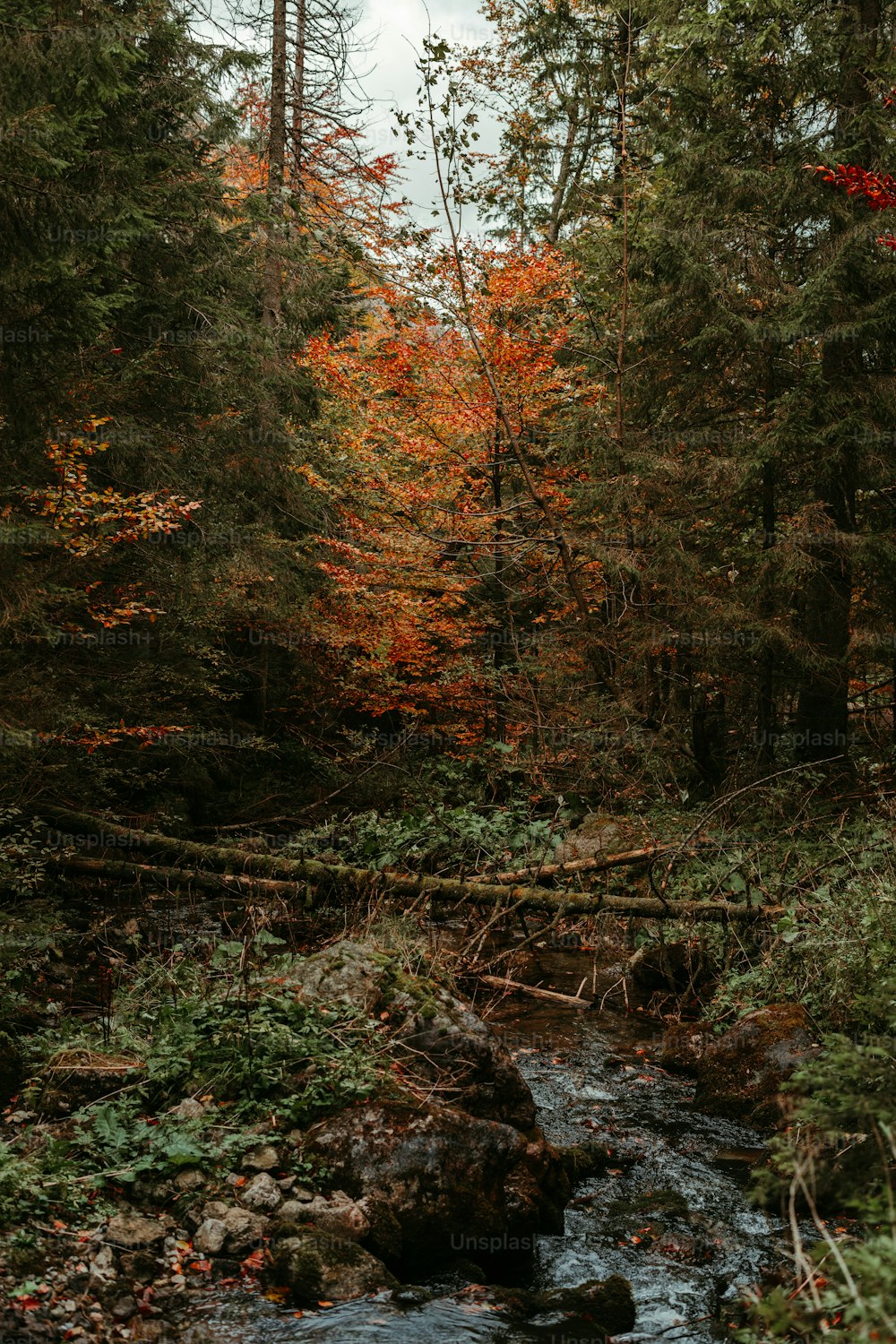 Un ruscello che attraversa una foresta piena di molti alberi