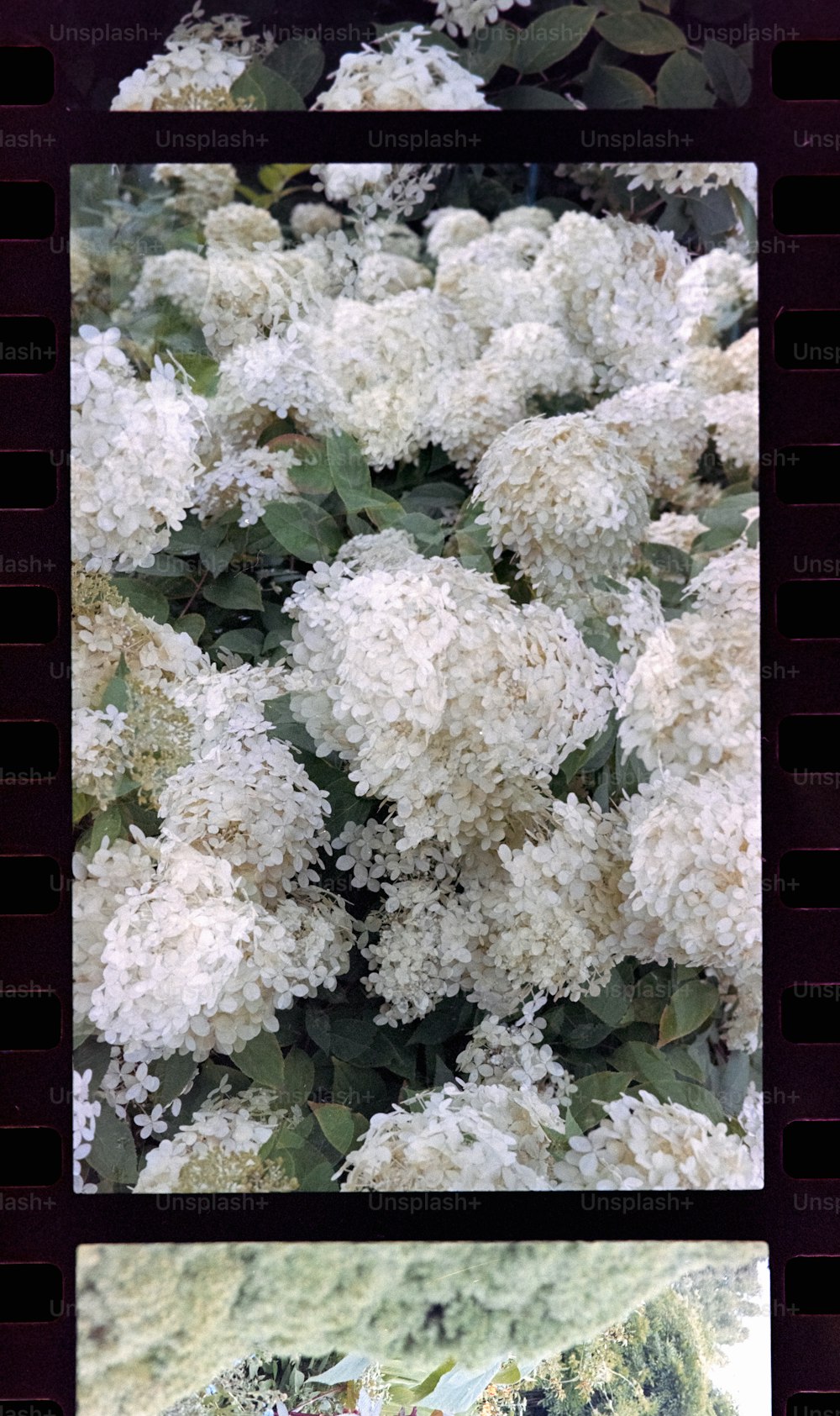 two pictures of white flowers with green leaves