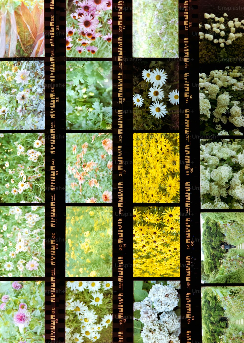 a bunch of flowers that are in a window