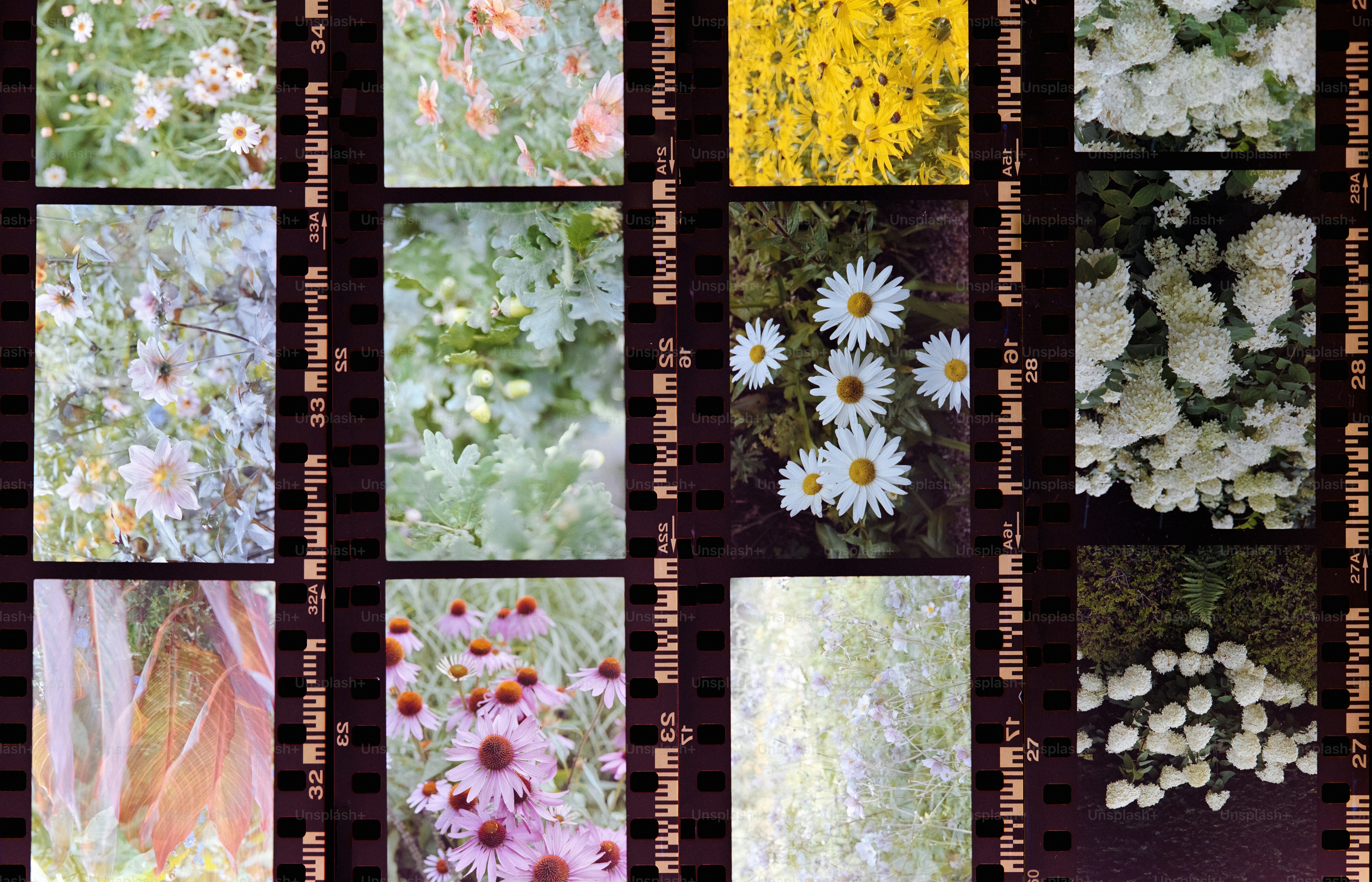 a series of photographs of wildflowers and other flowers