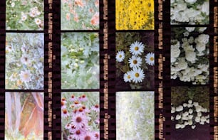a series of photographs of wildflowers and other flowers