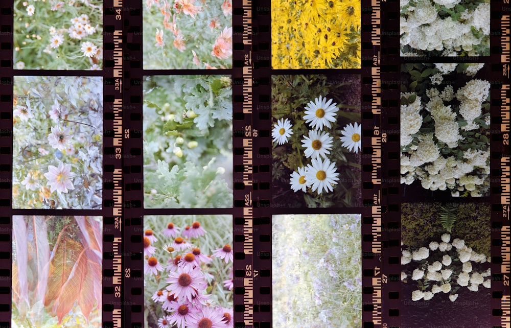 Eine Serie von Fotografien von Wildblumen und anderen Blumen