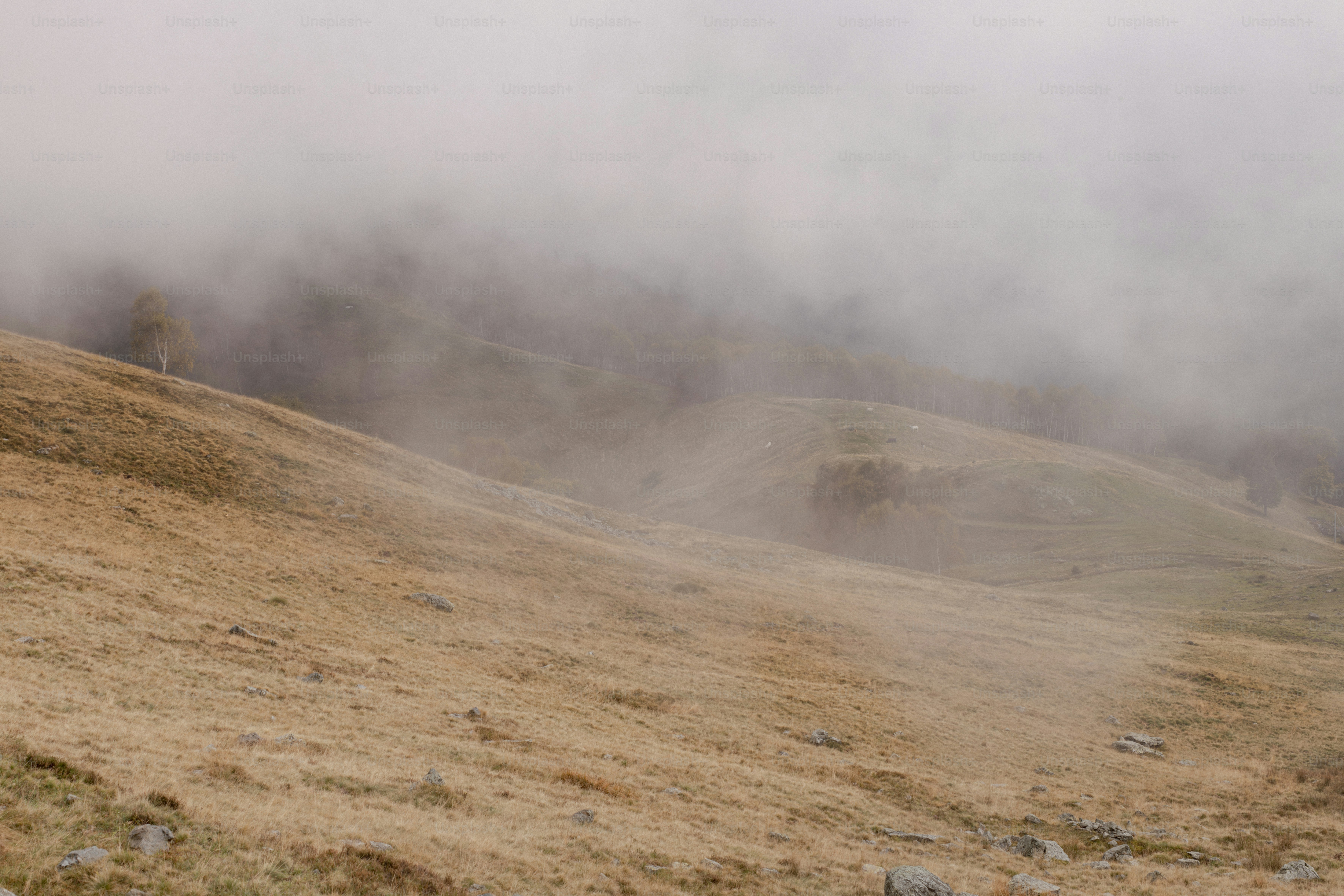 a foggy hillside with a lone horse in the foreground