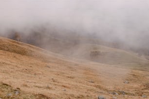 a foggy hillside with a lone horse in the foreground