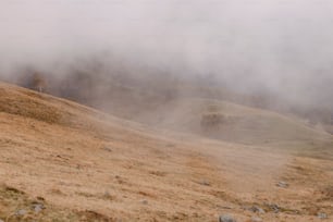 une colline brumeuse avec un cheval solitaire au premier plan