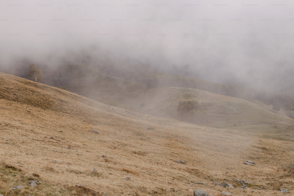 a foggy hillside with a lone horse in the foreground