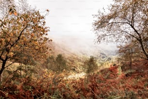 a forest filled with lots of trees and bushes