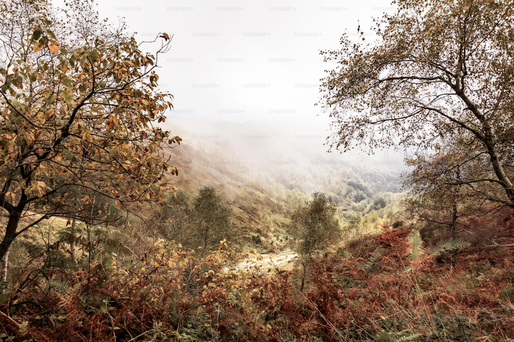 a forest filled with lots of trees and bushes