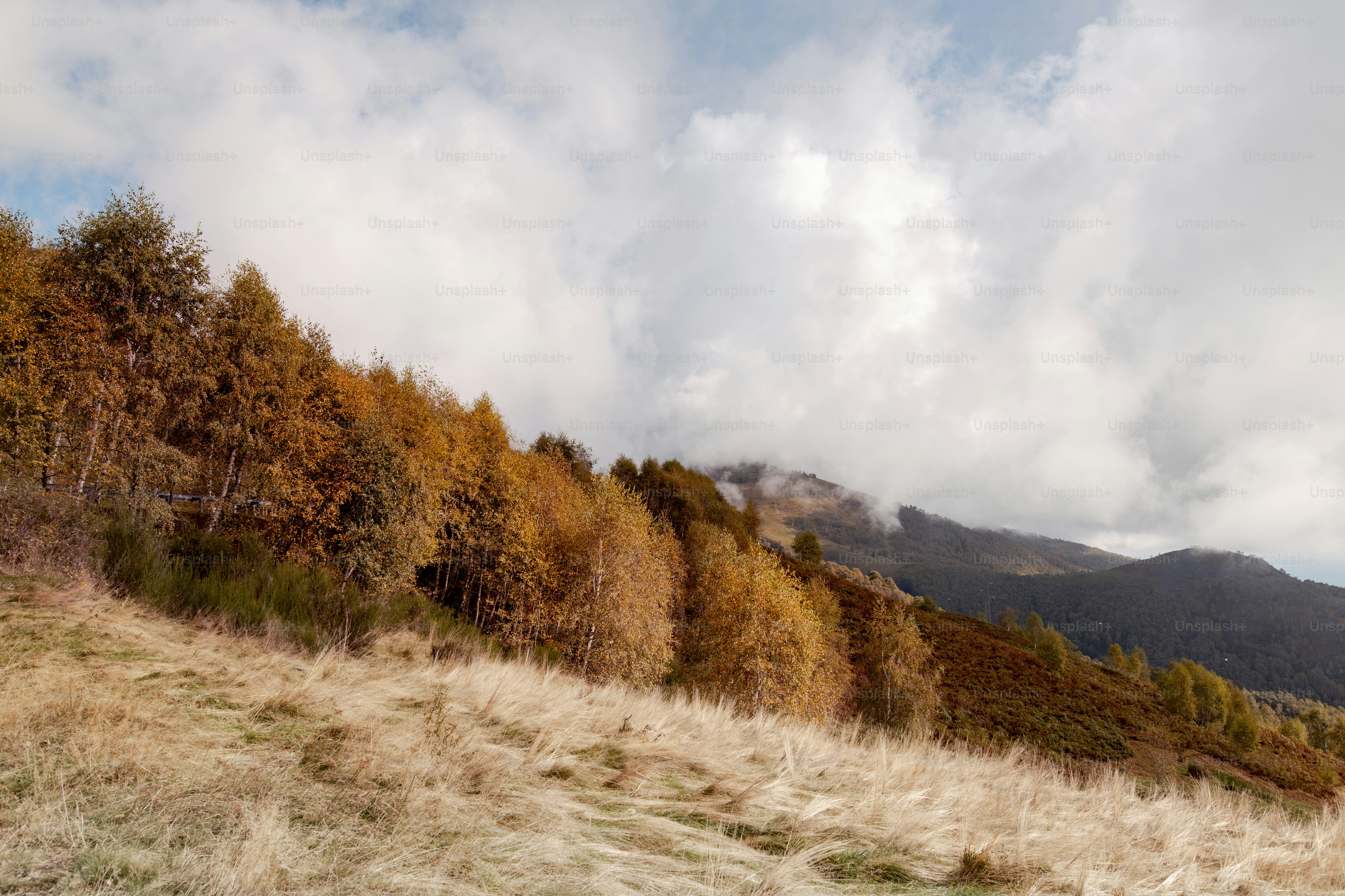 A grassy field with trees and a mountain in the background photo ...
