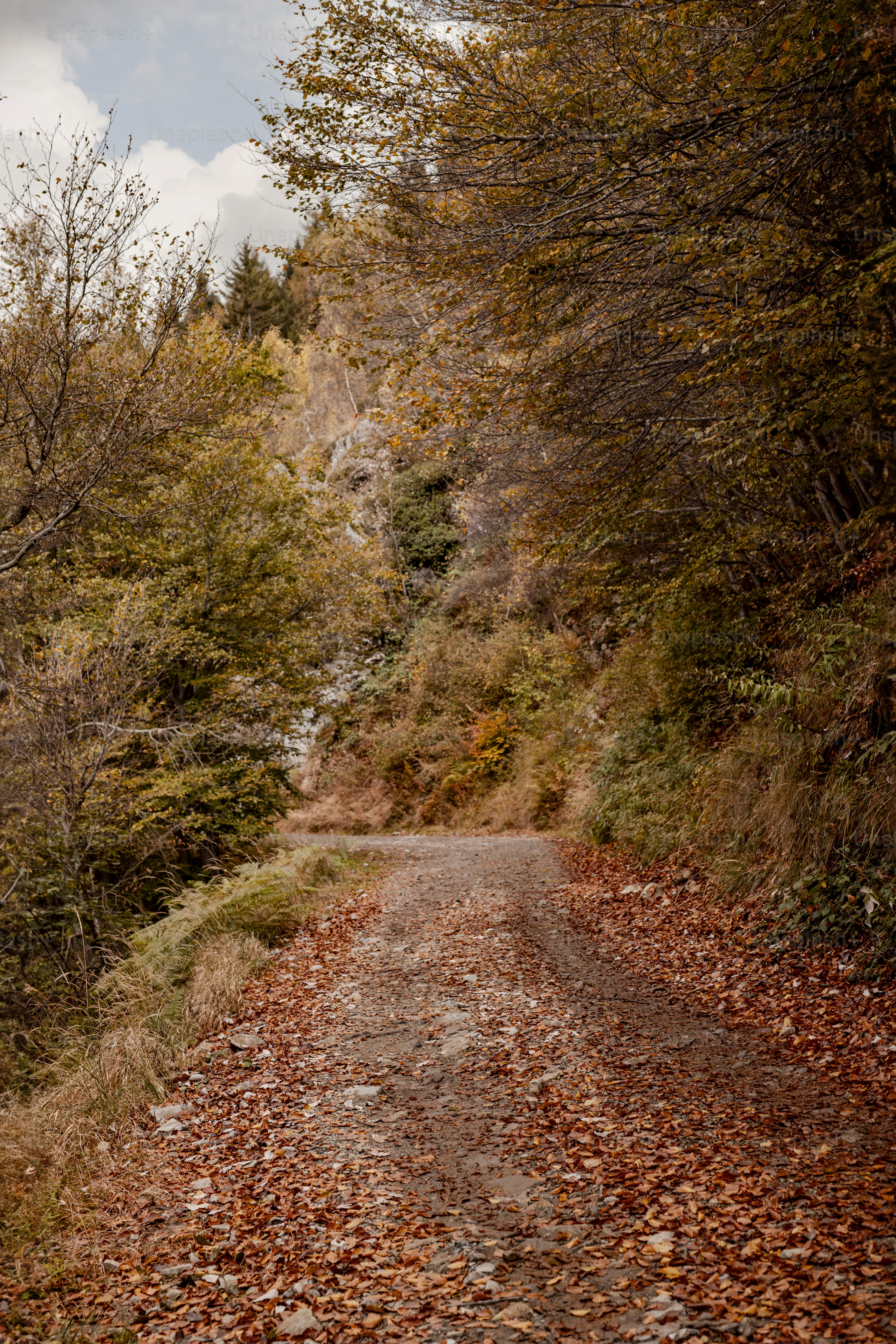 a dirt road surrounded by trees and leaves