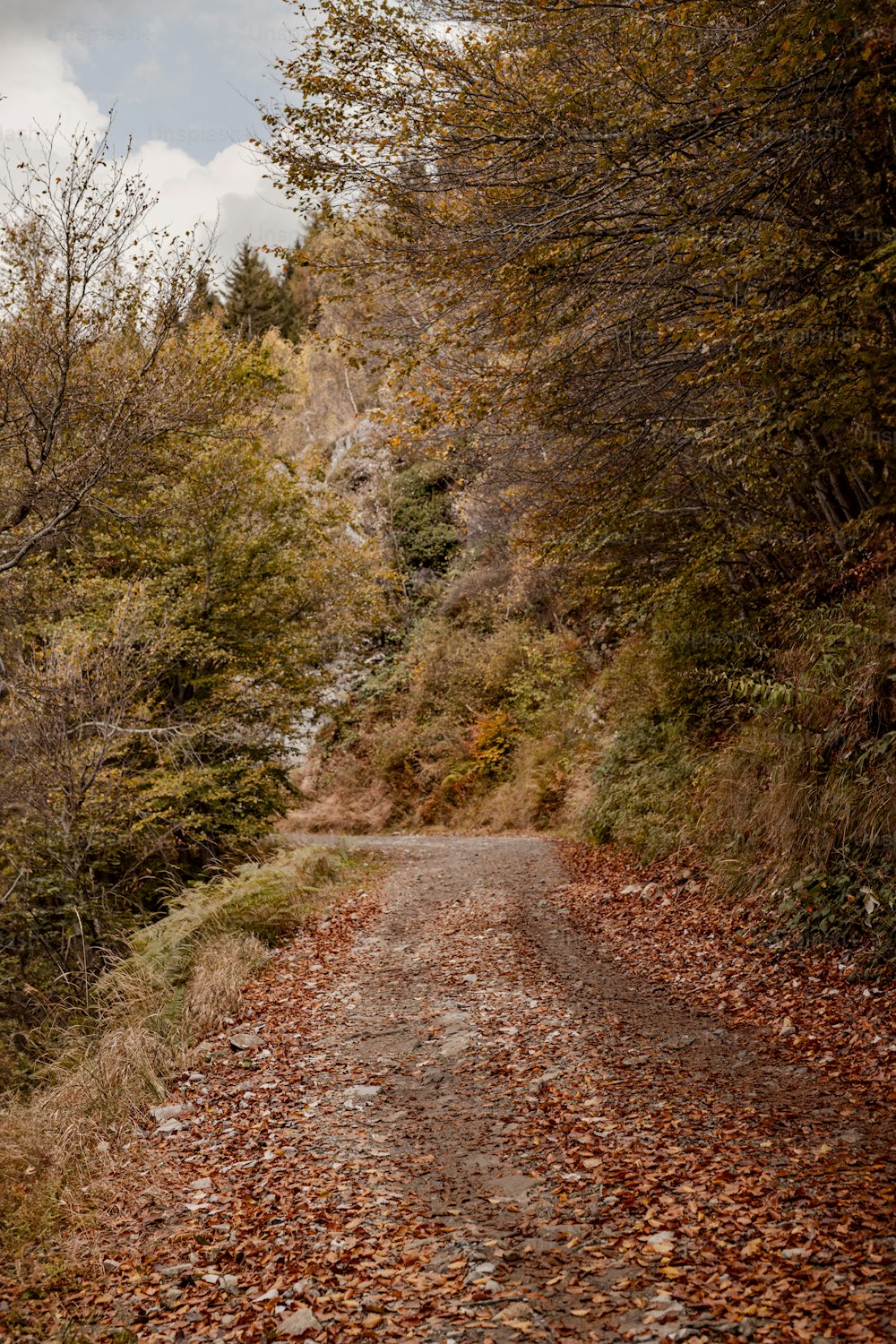 a dirt road surrounded by trees and leaves