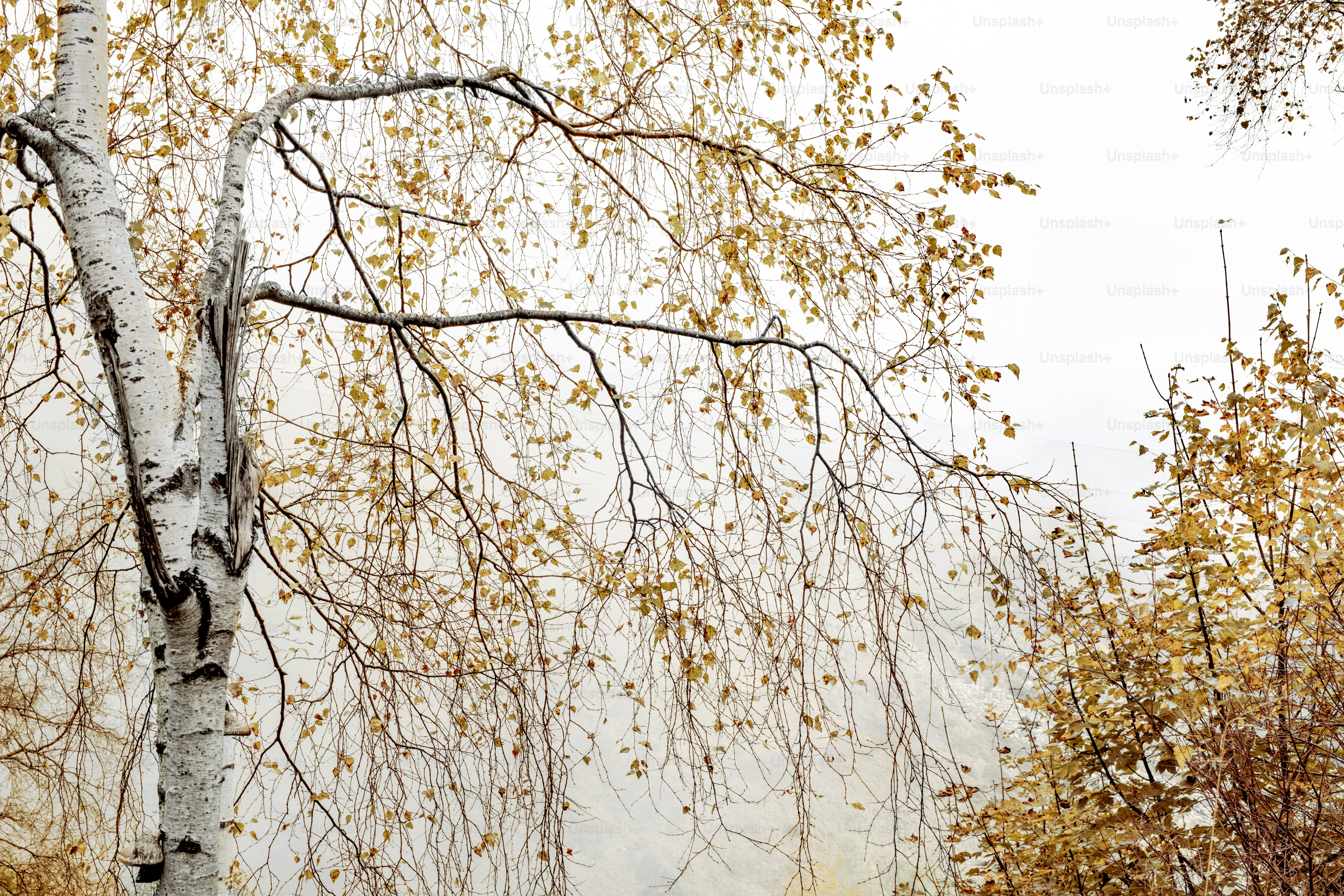 ein weißer Baum mit gelben Blättern in einem nebligen Wald
