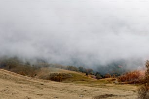 a foggy landscape with a few trees in the foreground