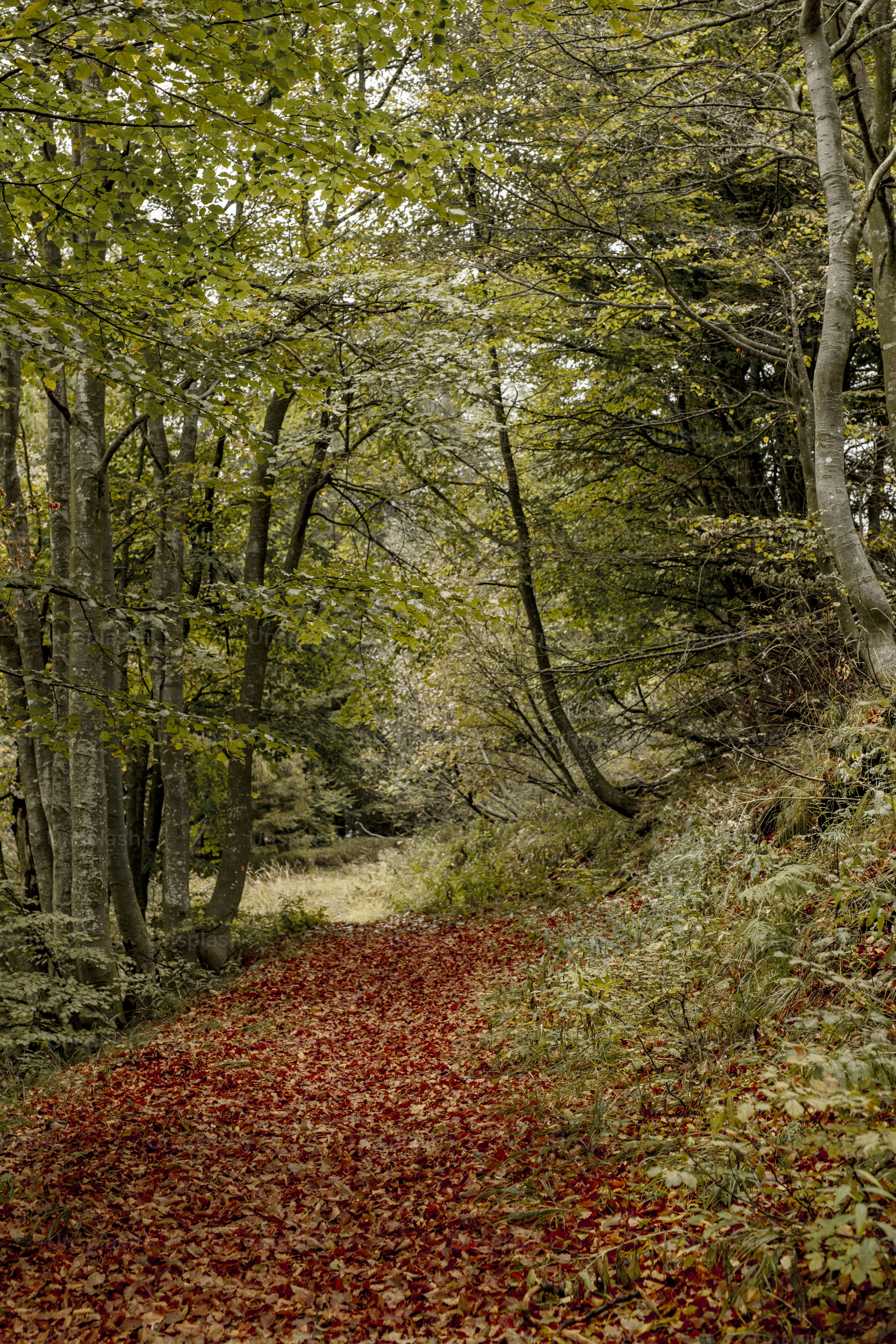 Un camino en el bosque con hojas rojas en el suelo