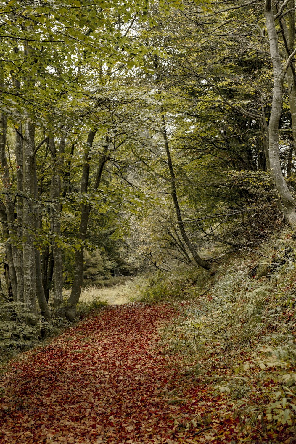 un chemin dans les bois avec des feuilles rouges sur le sol