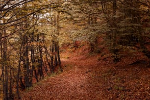 地面に落ち葉がたくさん落ちている森の中の小道