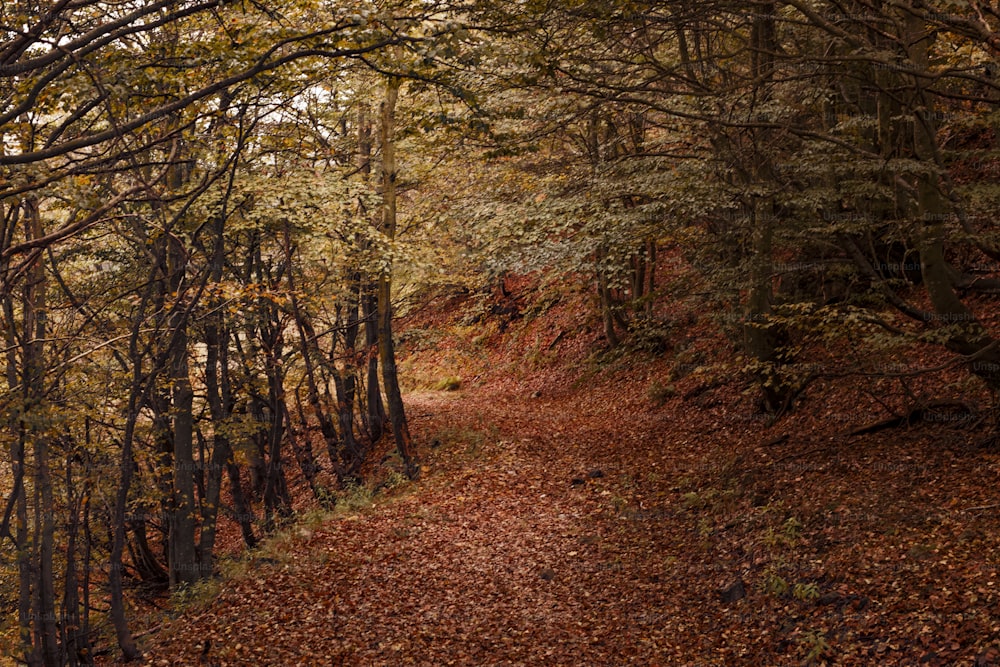 un chemin dans les bois avec beaucoup de feuilles sur le sol