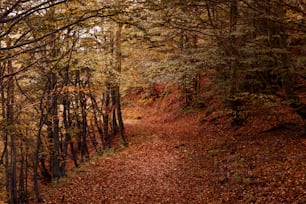 a path in the woods with lots of leaves on the ground