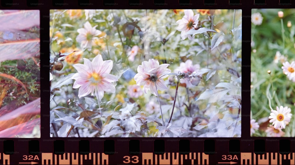 Três fotos diferentes de flores em um campo