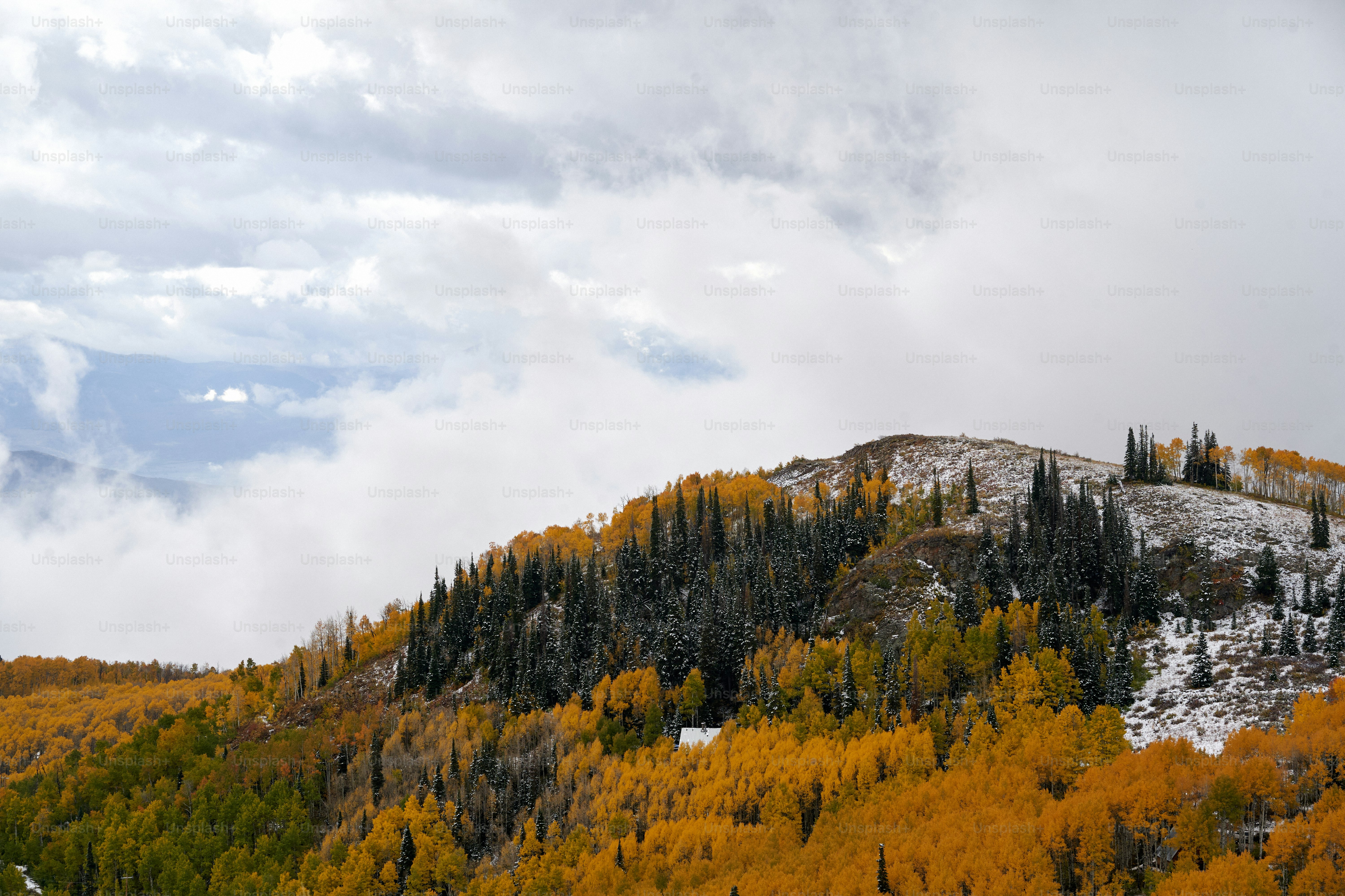 a mountain covered in yellow and green trees