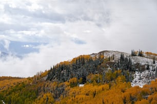 a mountain covered in yellow and green trees