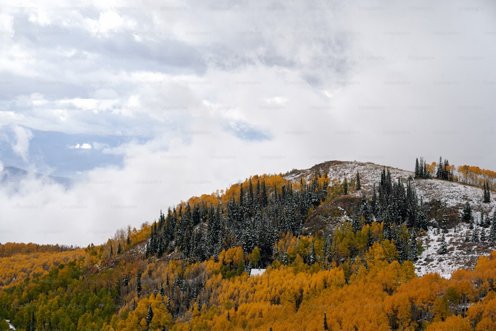a mountain covered in yellow and green trees