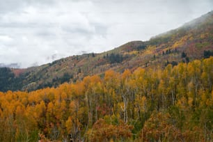 a mountain covered in lots of trees next to a forest