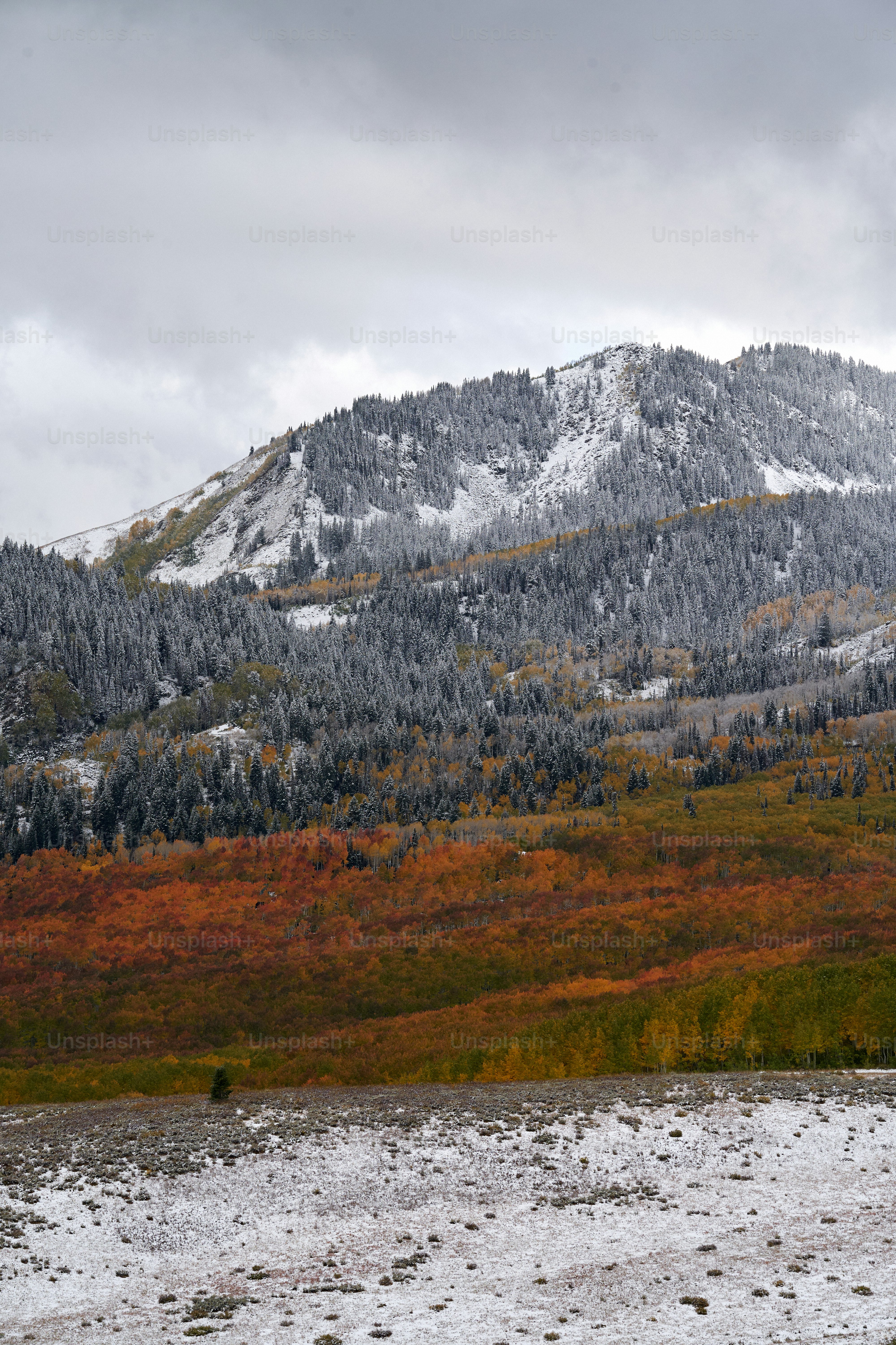 A mountain covered in snow and surrounded by trees photo – Forest Image ...