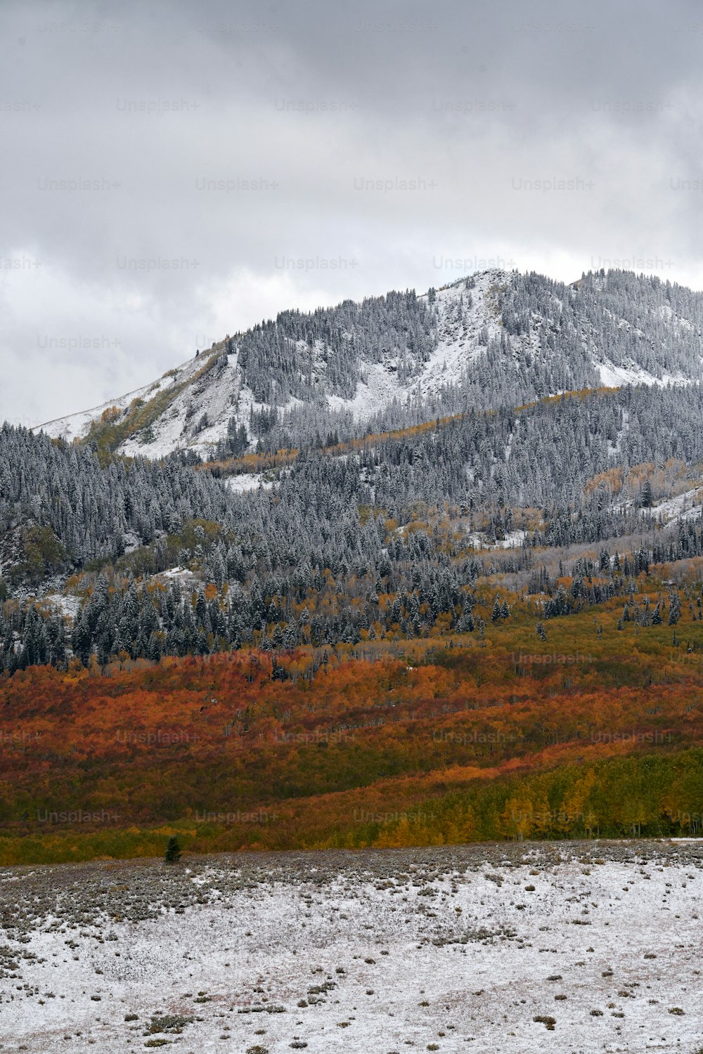 uma montanha coberta de neve com árvores ao fundo