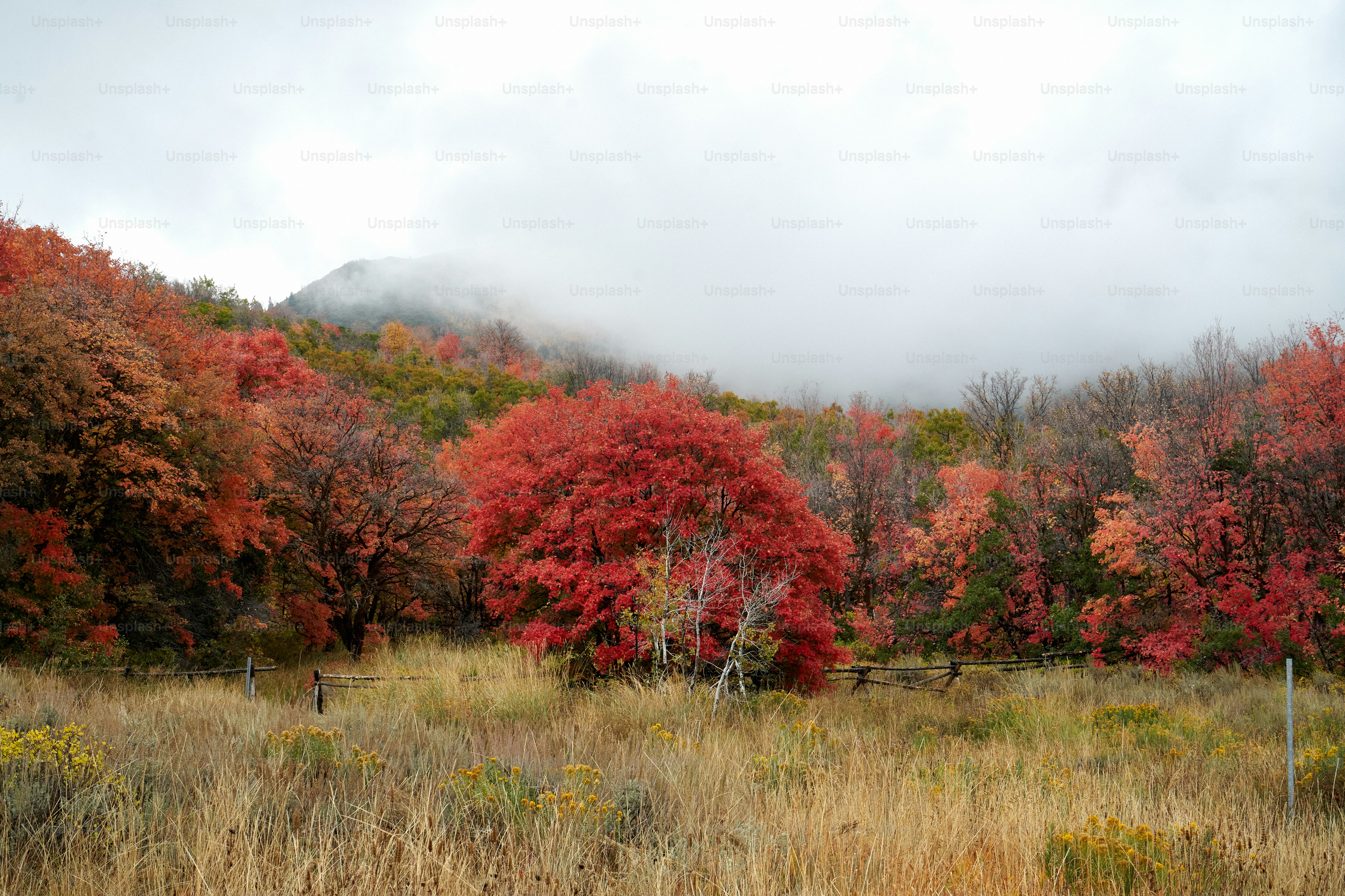 a field with a fence and trees with red leaves