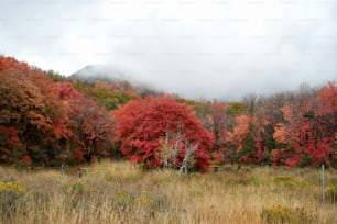 um campo com uma cerca e árvores com folhas vermelhas