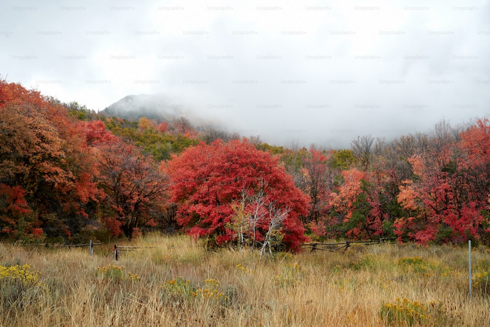 um campo com uma cerca e árvores com folhas vermelhas