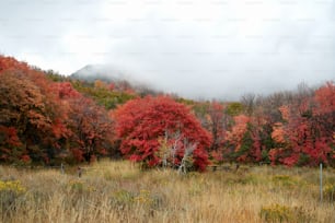 a field with a fence and trees with red leaves