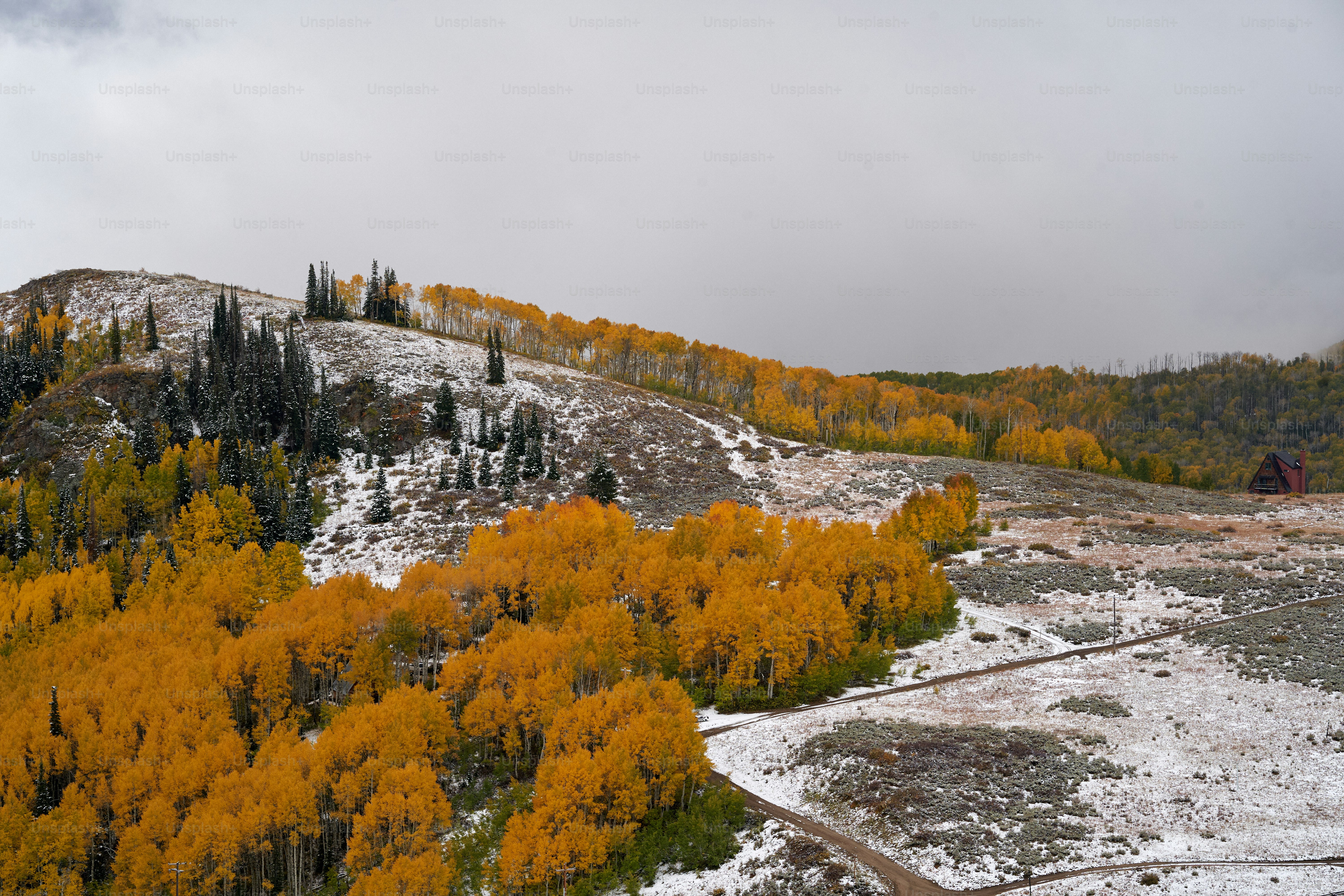 a snowy mountain with yellow trees in the foreground