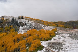 a snowy mountain with yellow trees in the foreground