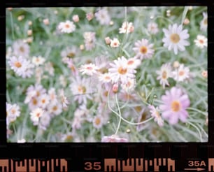 a bunch of flowers that are in the grass