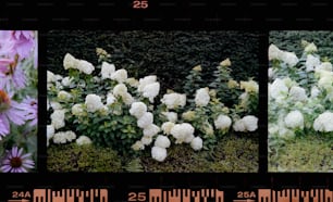 three pictures of different plants with white flowers