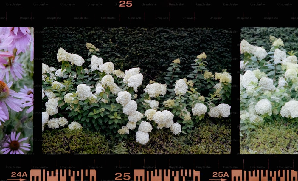 흰 꽃이 있는 다른 식물의 세 가지 사진