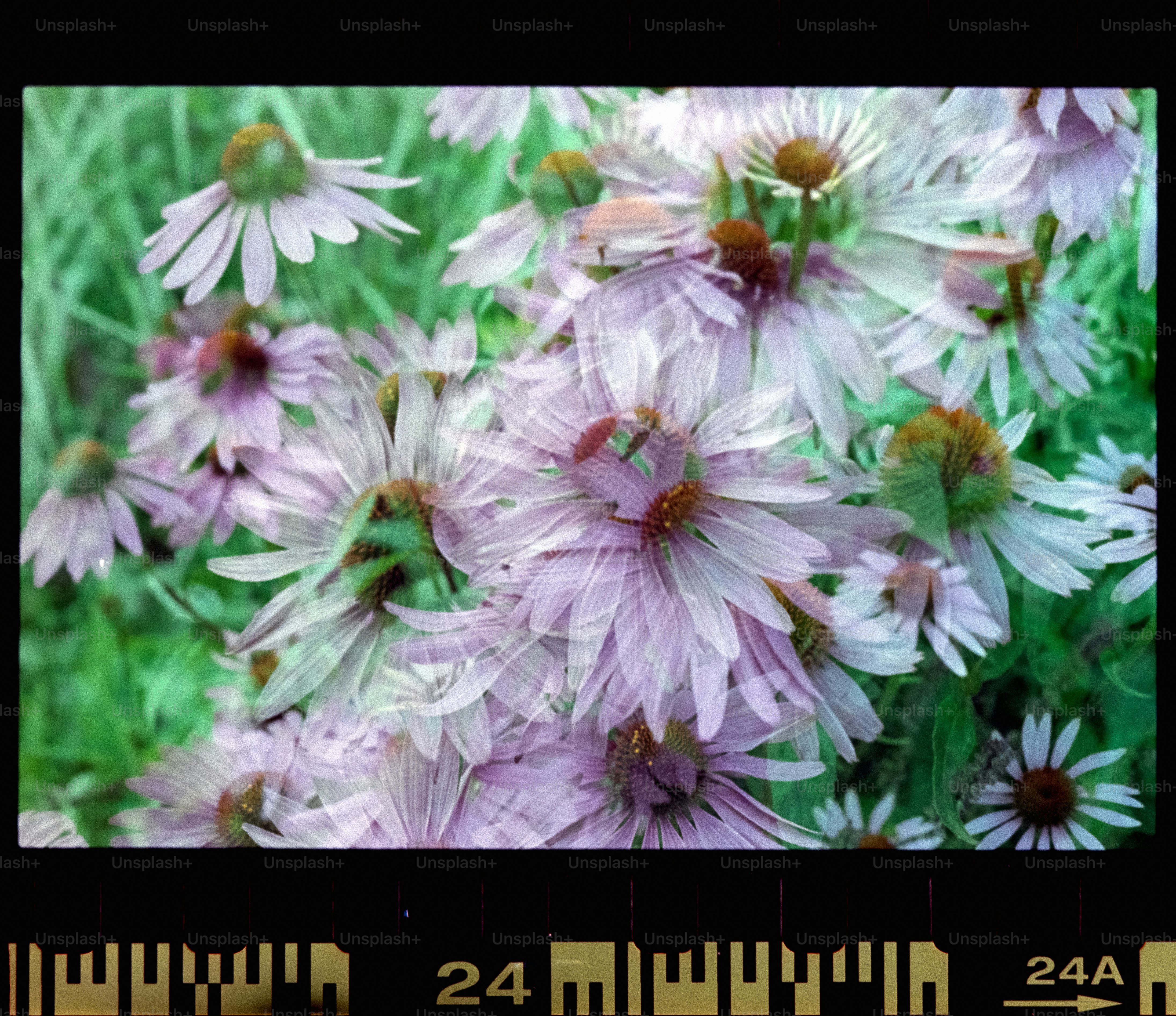 a bunch of flowers that are in the grass